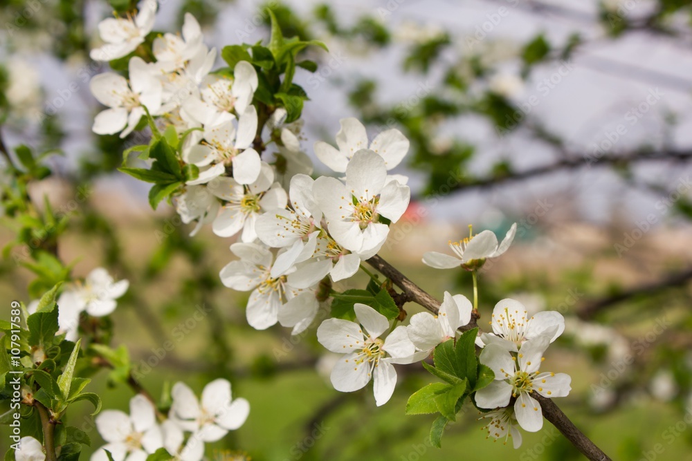 Many small flowers and buds with green leaves Many small flowers and buds with green leaves