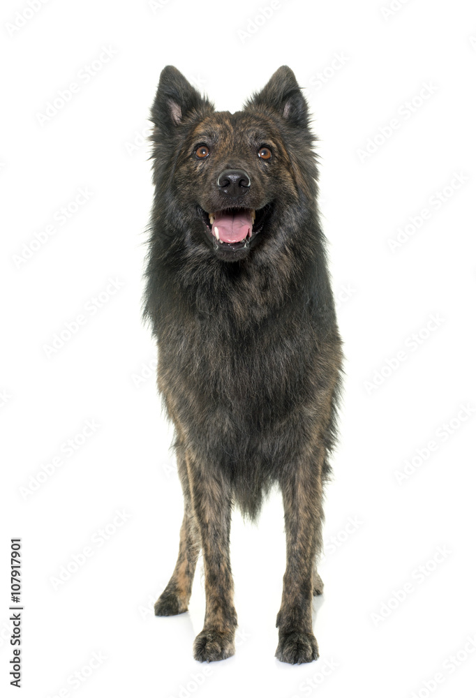 Dutch Long haired shepherd Dutch Long haired shepherd