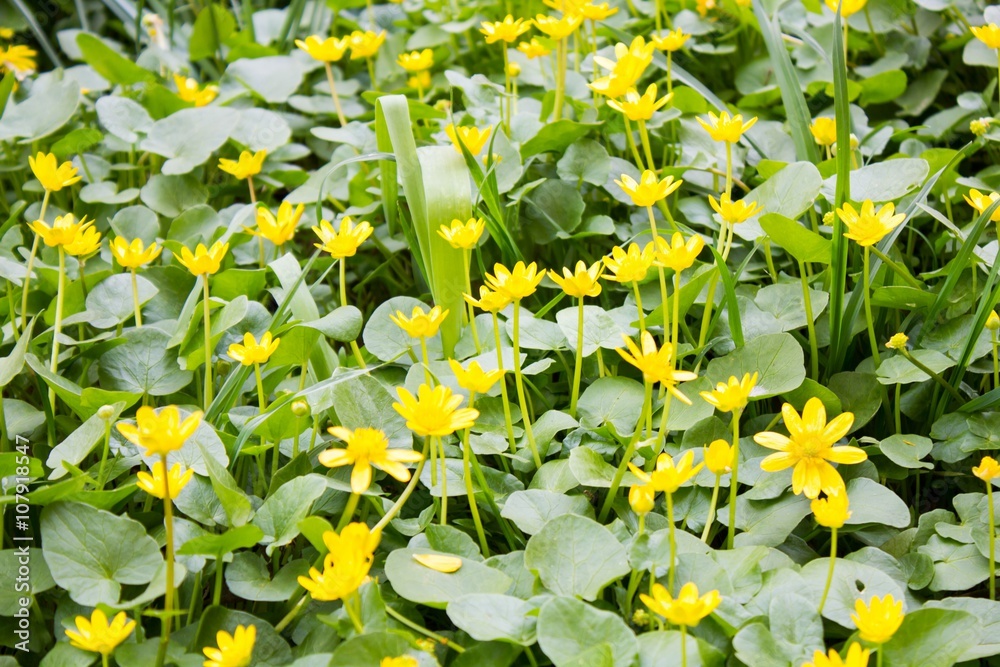 Fototapeta premium Lots little yellow spring flowers 