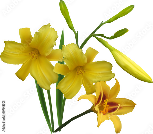 grounp of yellow lily flowers isolated on white photo