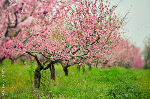 peach trees with flowers