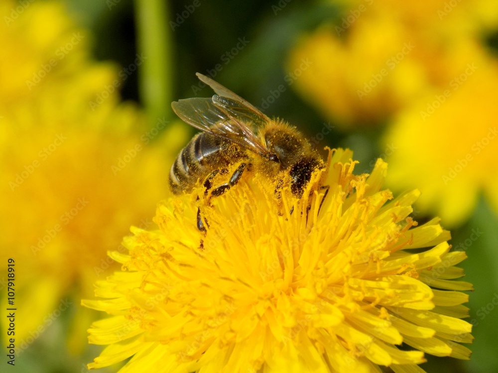 Bee pollinating dandelion in spring Bee pollinating dandelion in spring
