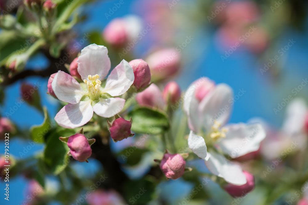 Obraz premium Apple flower, summer / spring flower photo
