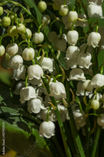 Lily of the valley flowers on green background. Convallaria maj