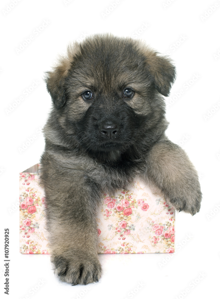 Obraz premium ancient type german shepherd