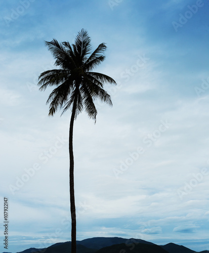 Palm trees on the shore of sea