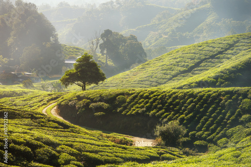 Tea plantation in Cameron highlands, Malaysia © ake1150