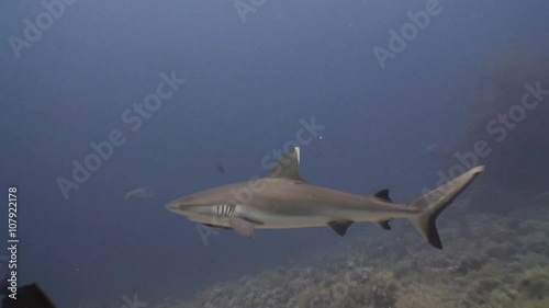 Дайвинг в Красном море близ Судана. Дайвинг с серыми рифовыми акулами. photo