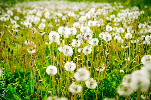 Summer field of dandelions flowers. White dandelions on a green meadow in Spring 