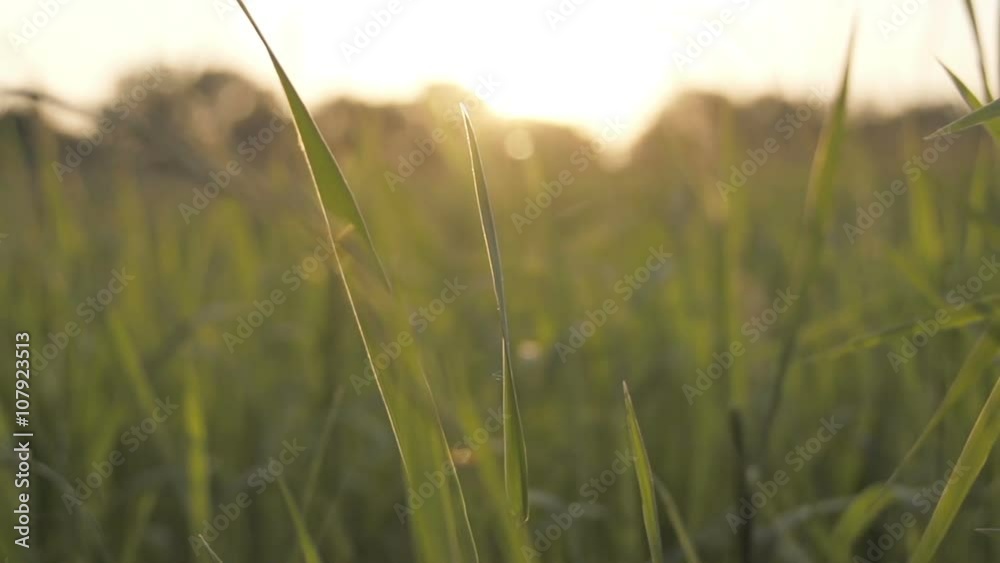 Slow motion shot of long grass in the breeze at sunset. Rural Summer Feel Slow motion shot of long grass in the breeze at sunset. Rural Summer Feel