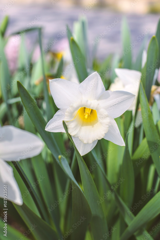 Fototapeta premium 花壇に咲く白い水仙