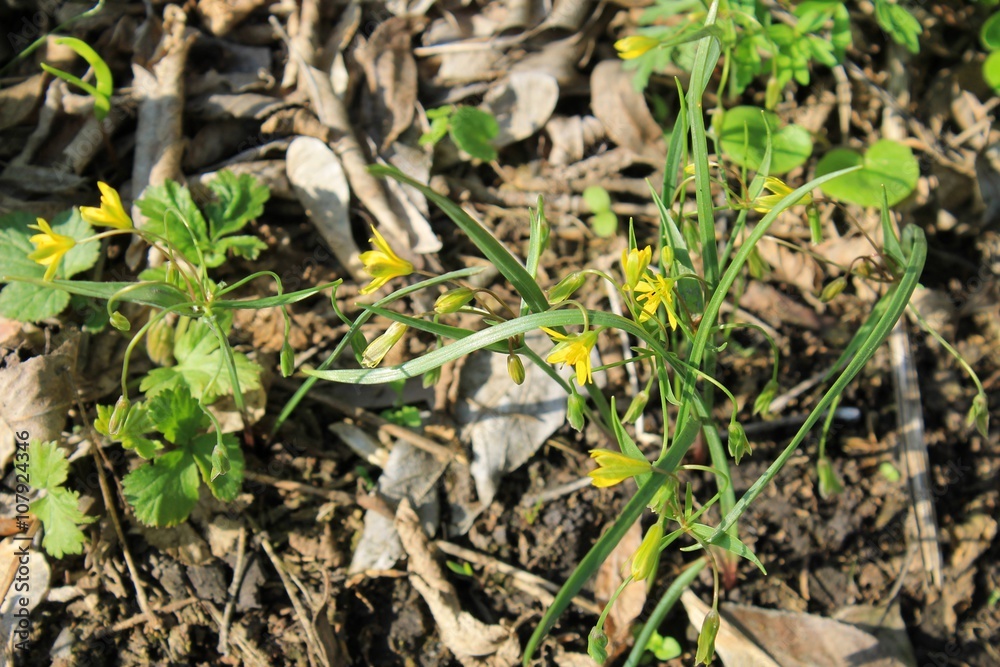 Yellow Star-Of-Bethlehem (Gagea lutea) Yellow Star-Of-Bethlehem (Gagea lutea)