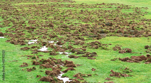 Damage Caused by Feral Hog Rooting photo