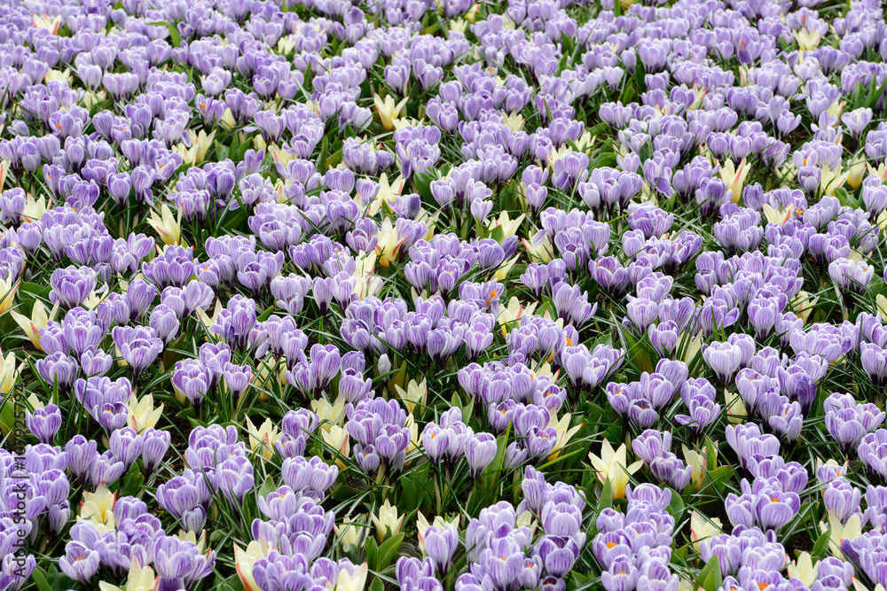 Obraz premium field with tulips and crocuses