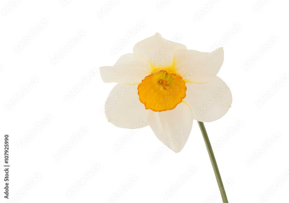 Flower of  Narcissus. Macro. Flower of Narcissus on white background.
