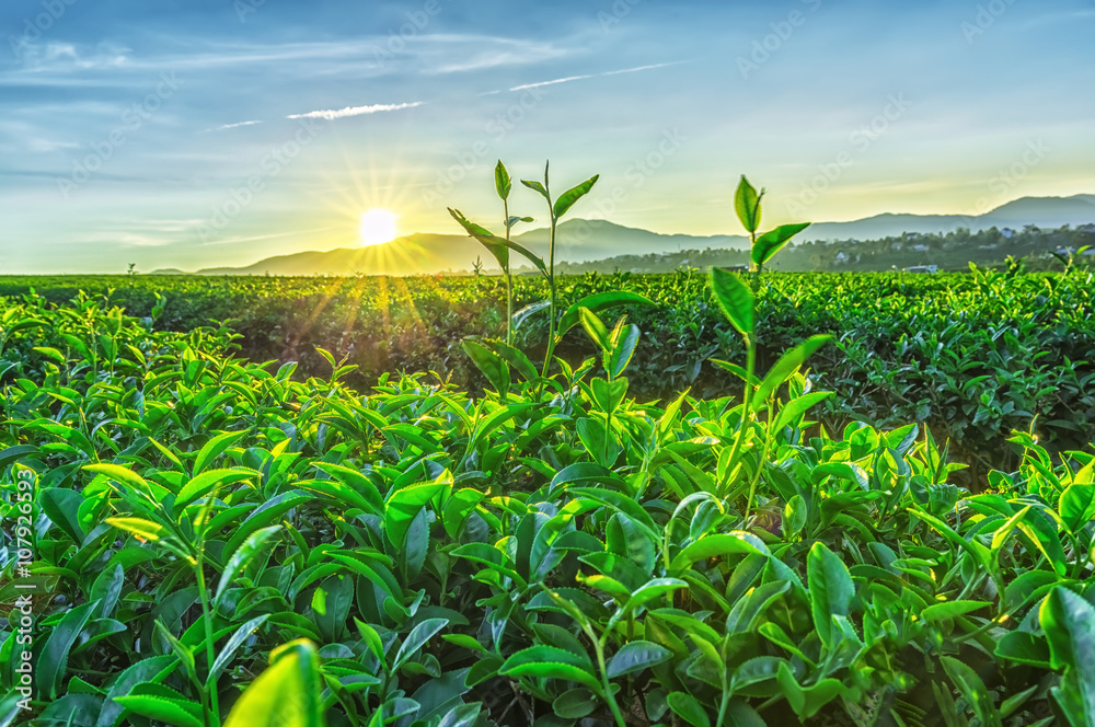 Fototapeta premium Early sun on a tea plantation with young tea leaves reaching their early dew, sun radiating rays distance to greet new day on the plateau in Vietnam