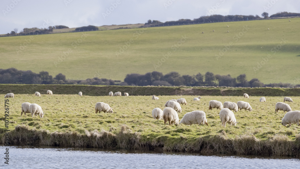 Obraz premium Many sheeps on the farm