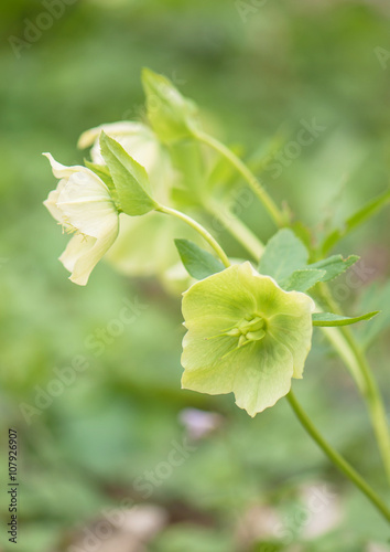 hellebore flower in the blurry background photo