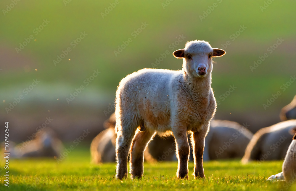 Obraz premium Lamb in the sunset