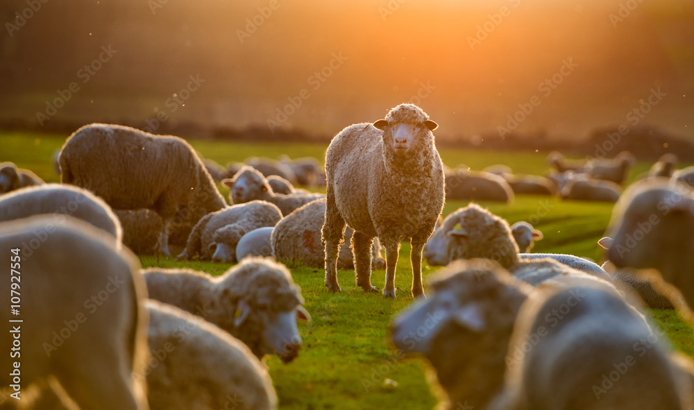 Obraz premium Stado owiec o zachodzie słońca