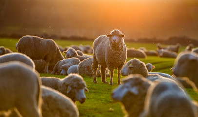 Ingelijste posters Schaap Kudde schapen bij zonsondergang  © tutye