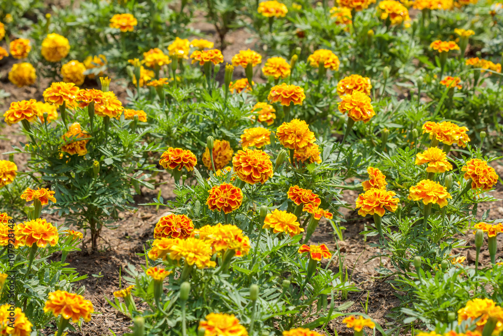 Closeup marigold flowers