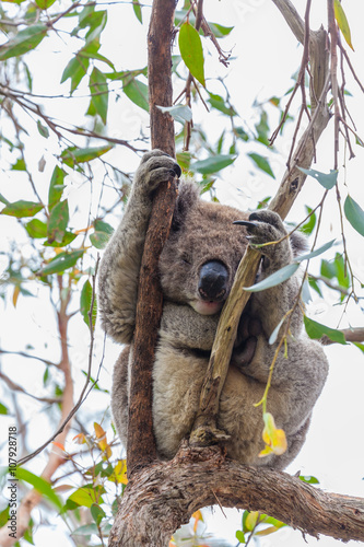 Fototapeta Naklejka Na Ścianę i Meble -  Wild koala at Great Otway National Park in Australia