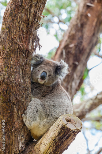 Fototapeta Naklejka Na Ścianę i Meble -  Wild koala at Great Otway National Park in Australia