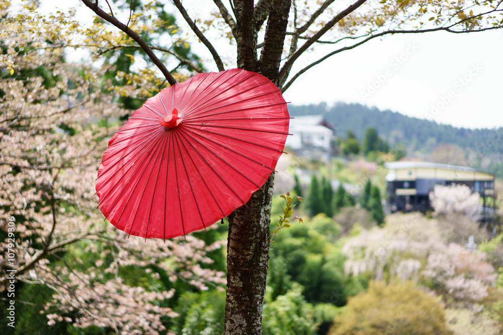 吉野山　和傘と上千本桜