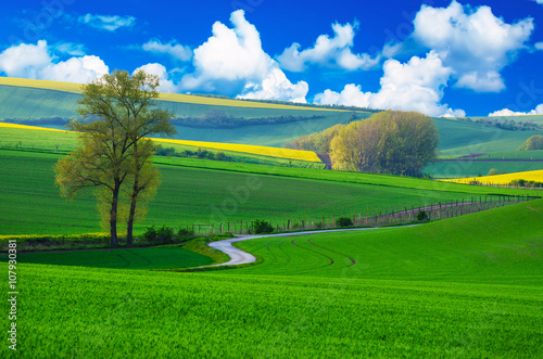 Fototapeta Naklejka Na Ścianę i Meble -  Rural landscape with green fields, road and blue cloudy sky , South Moravia, Czech Republic