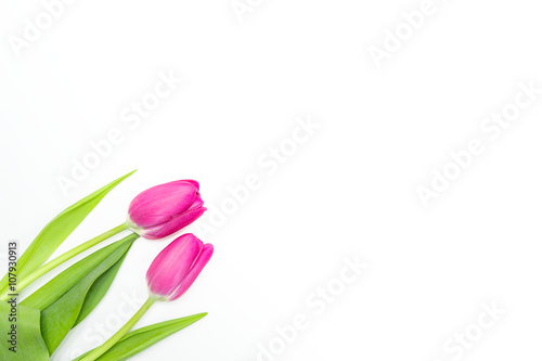 Fototapeta Naklejka Na Ścianę i Meble -  Two pink Tulips from the Left