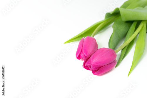 Fototapeta Naklejka Na Ścianę i Meble -  Two pink Tulips