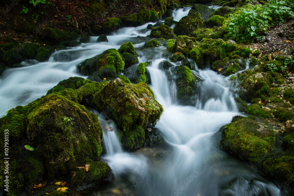 forest river