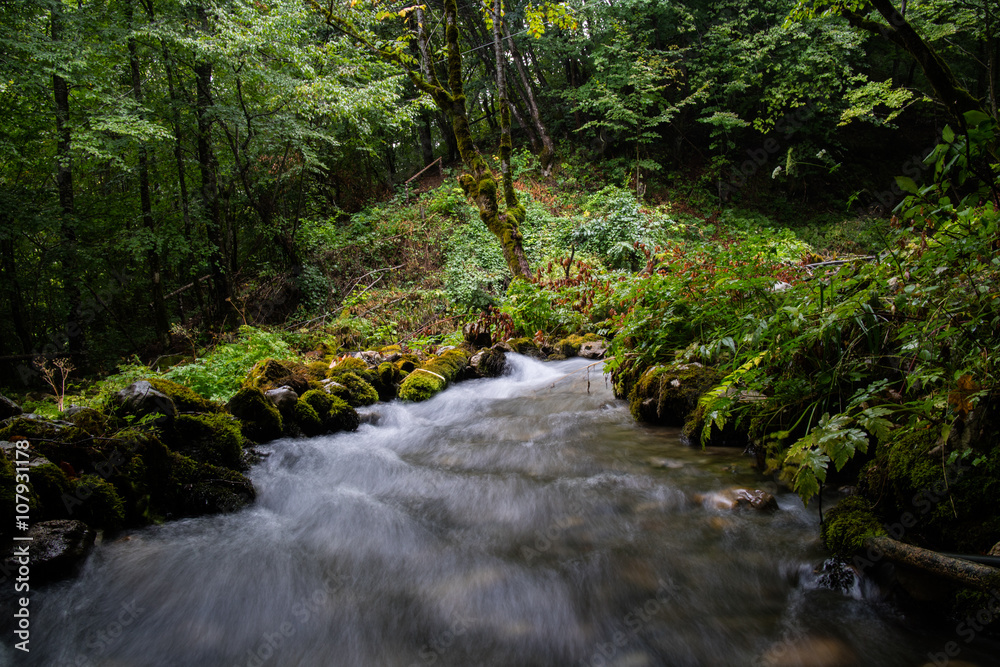 stream in the forest