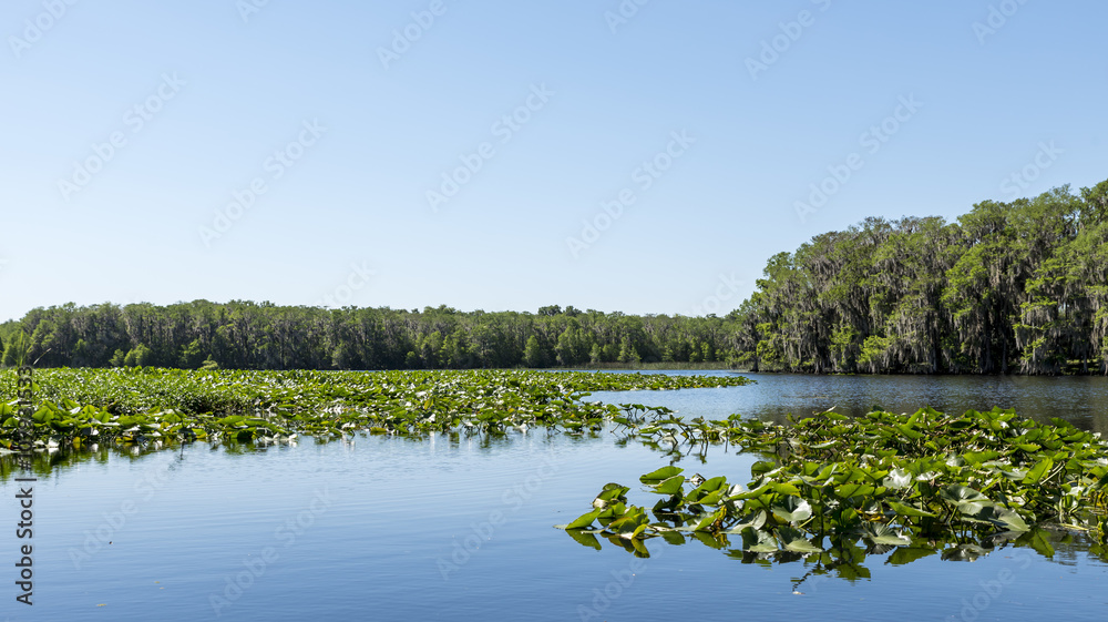 Central Florida lake, with trees on the shore and vegetation on the waters surface