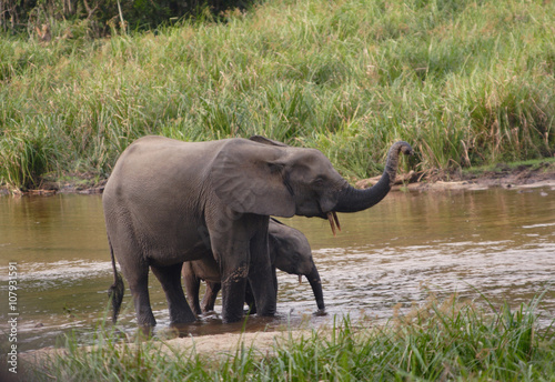Ivindo NP, Gabon 2006. afrikansk skogselefant från den södra plattformen.Foto:Jan Fleischmann.jan.fleischmann@tele2.se
