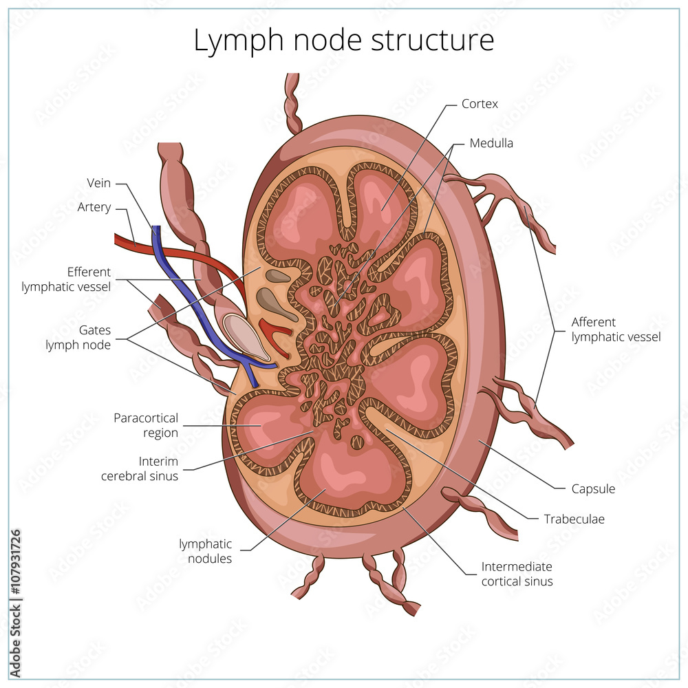 Lymph node structure medical educational vector
