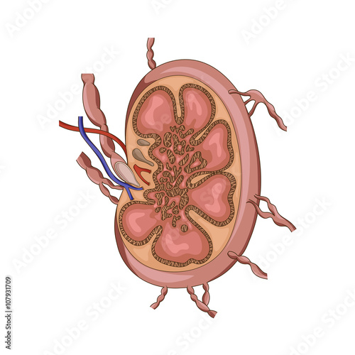 Lymph node structure medical educational vector