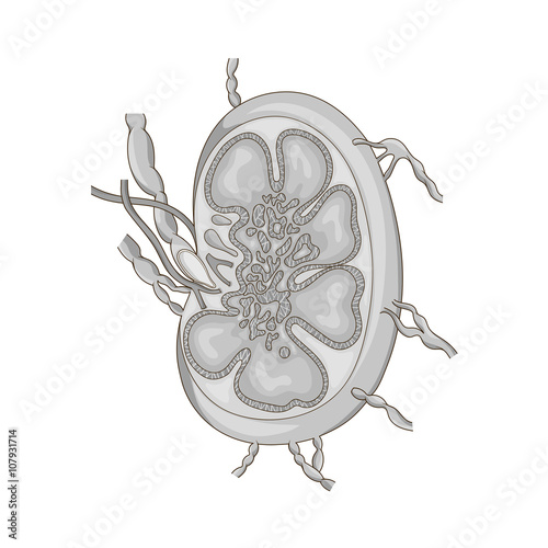 Lymph node structure medical educational vector
