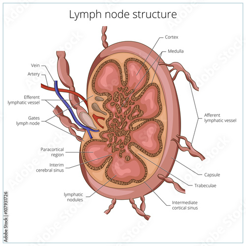 Lymph node structure medical educational vector