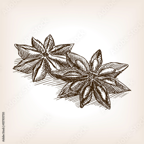 Star anise hand drawn sketch style vector