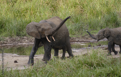 Elefanthonan visar sin unge hur den ska hitta ner till vattnet..Foto:Jan Fleischmann