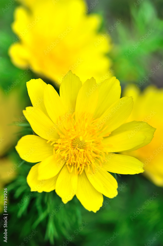 Yellow flowers of adonis (Adonis vernalis) Yellow flowers of adonis (Adonis vernalis)