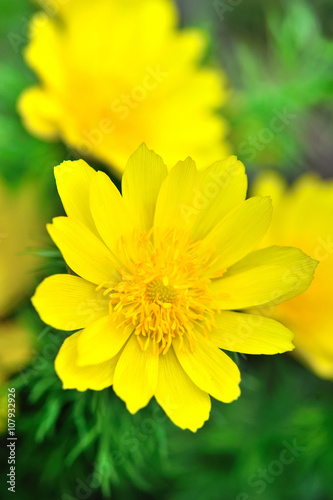 Fotografie Yellow flowers of adonis (Adonis vernalis)
