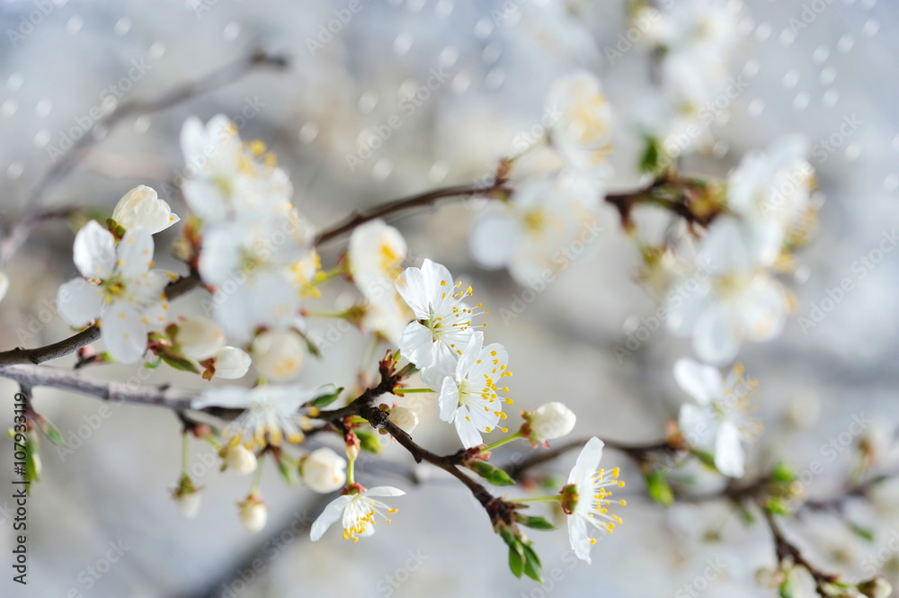 Flowering cherry branch on a light background