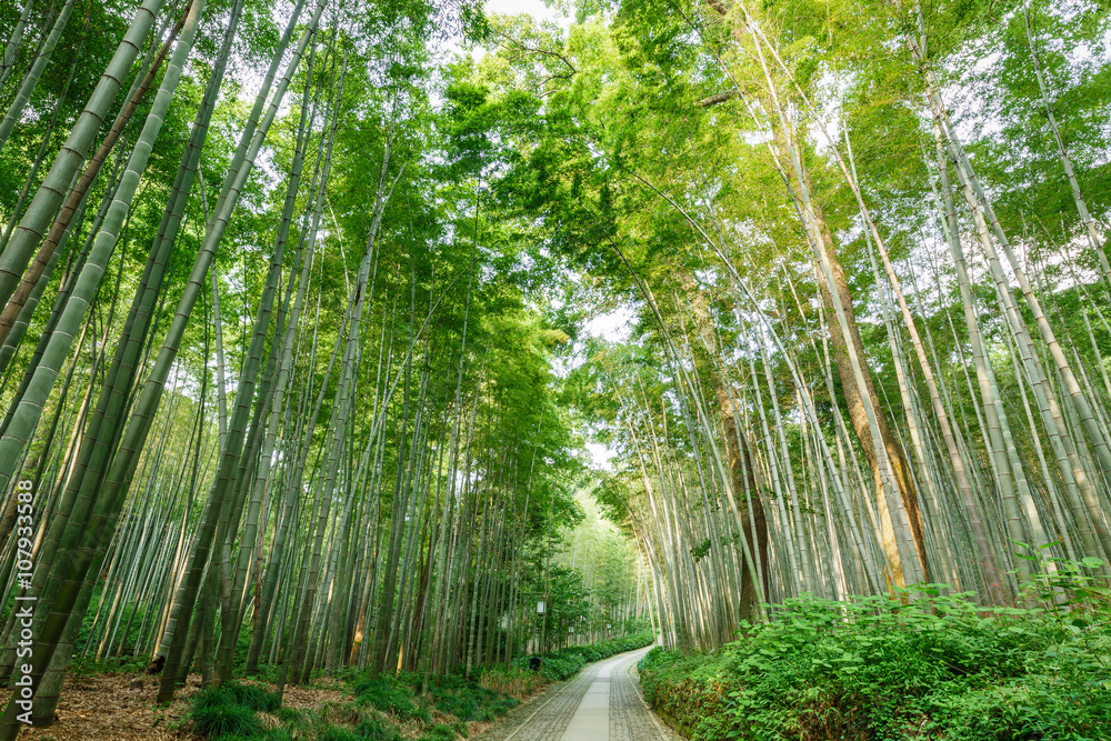 Naklejka premium Quiet Bamboo forest trail in Hangzhou, China