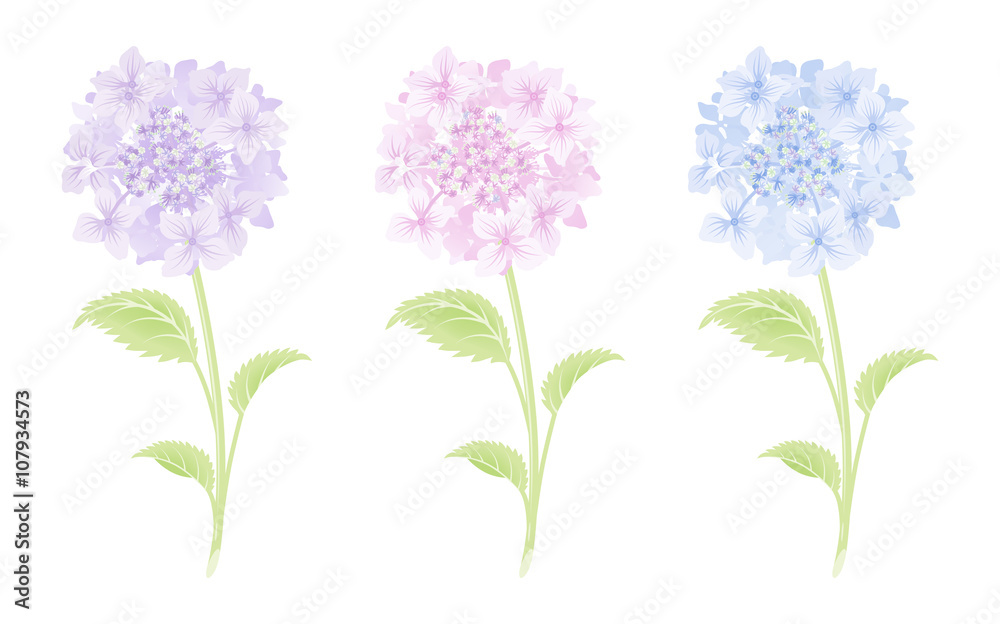 Hydrangea Single Flower Three color set - 紫陽花　一輪　三色セット