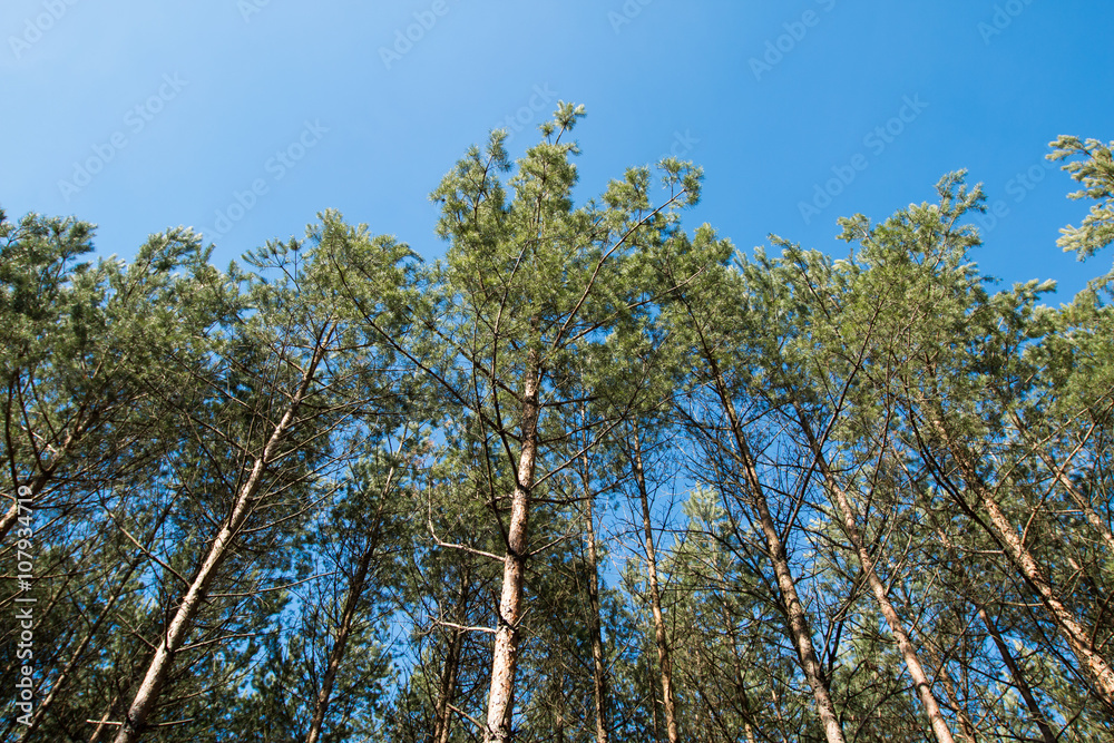 Fototapeta premium Branches of trees in the forest