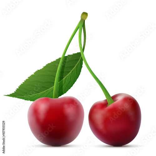 Pair of cherries fruits close up. Cherry with leaf isolated on white background. Qualitative vector illustration about cherry, agriculture, fruits, cooking, gastronomy, etc