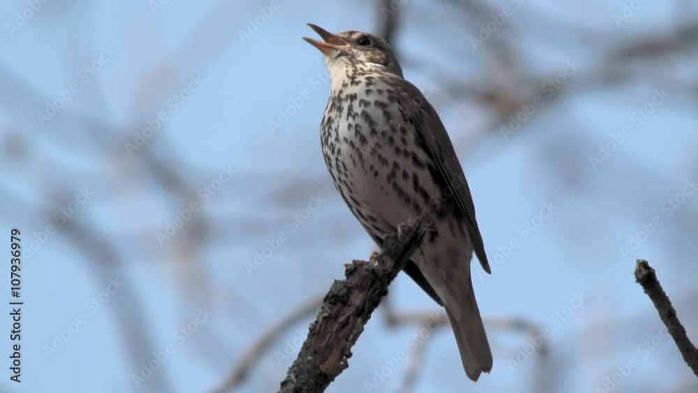 singing thrush in the wood in the spring. fotage with a sound singing thrush in the wood in the spring. fotage with a sound